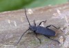tesařík (Brouci), Ropalopus macropus (Germar, 1824), Cerambycidae (Coleoptera)